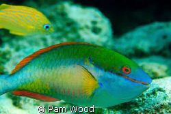 The Stoplight Parrotfish.  I think he's smiling at me? by Pam Wood 